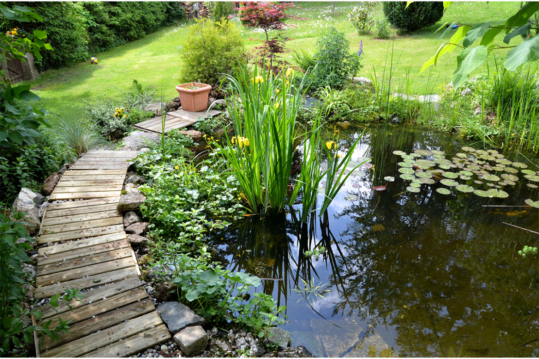 Naturteich mit kleiner Holzbrücke und Wasserpflanzen Foto: AdobeStock_Sonne_fleckl