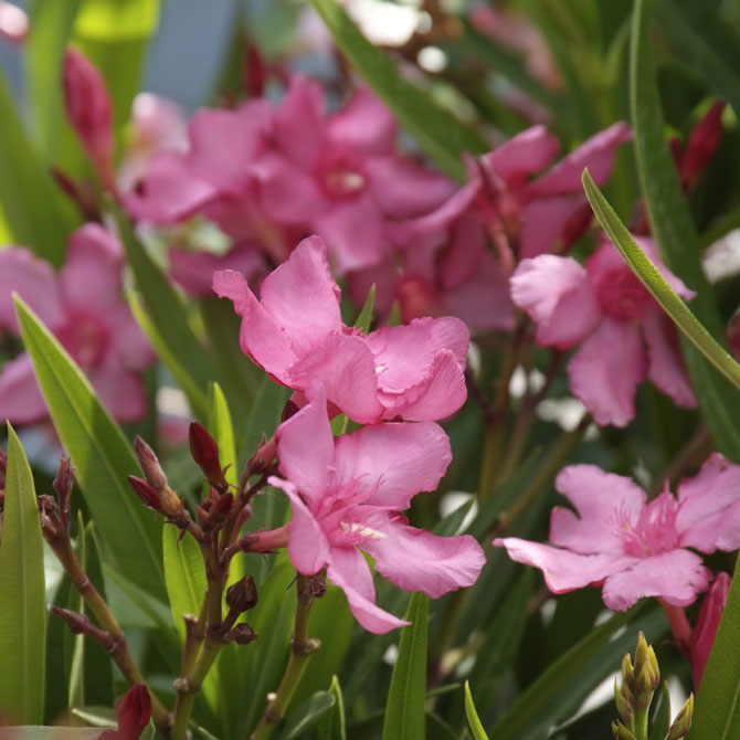 Die Oleanderblüte