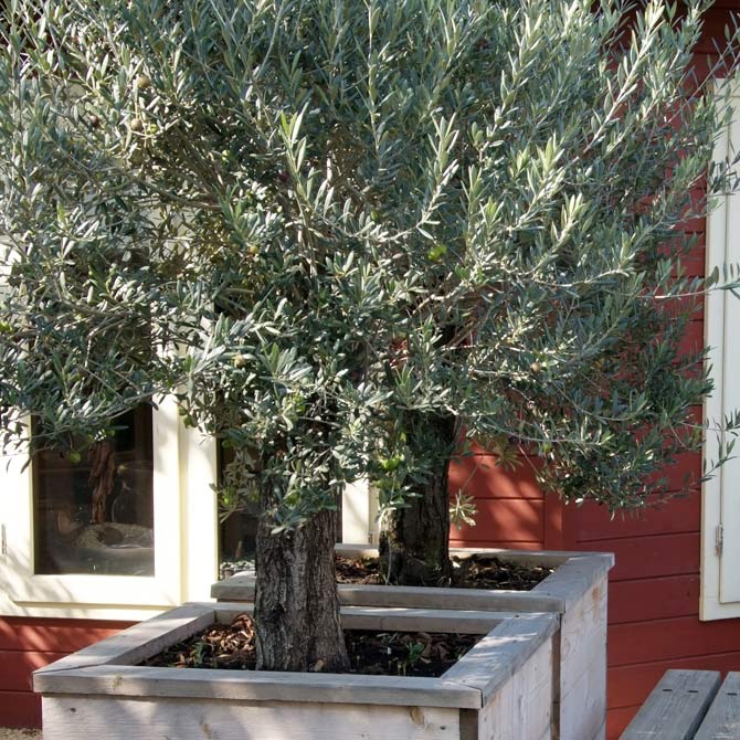 Zwei Olivenbäume - Wunderschöne Terrassenpflanzen