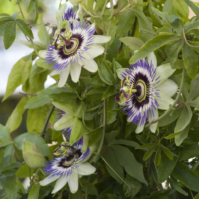 Die Passionsblume - Was für eine Blütenpracht!