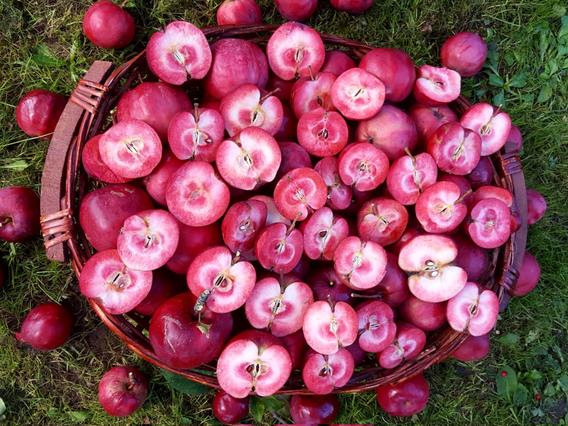 Rotfleischiger Apfel Redlove GartenFlora