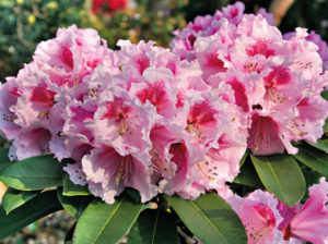 Blüte Hoher Rhododendron