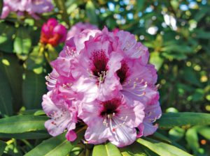 Blühende Rhododendron Calophytum, auch 'Sarastro' genannt