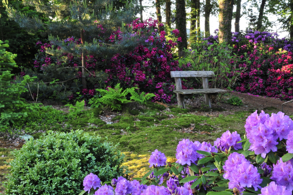 Rhododendron und Holzbank