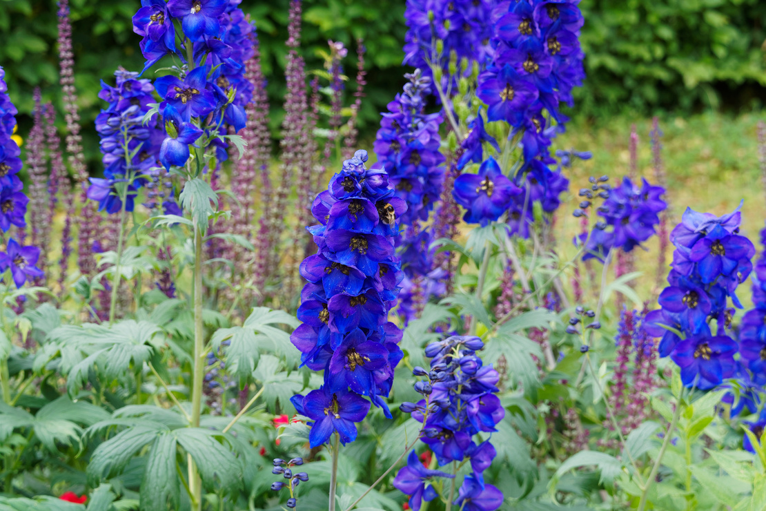 Rittersporn im Garten. Foto: AdobeStock_Marc