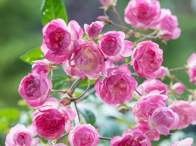 GartenDesign von Jacqueline van der Kloet Das Buch für den