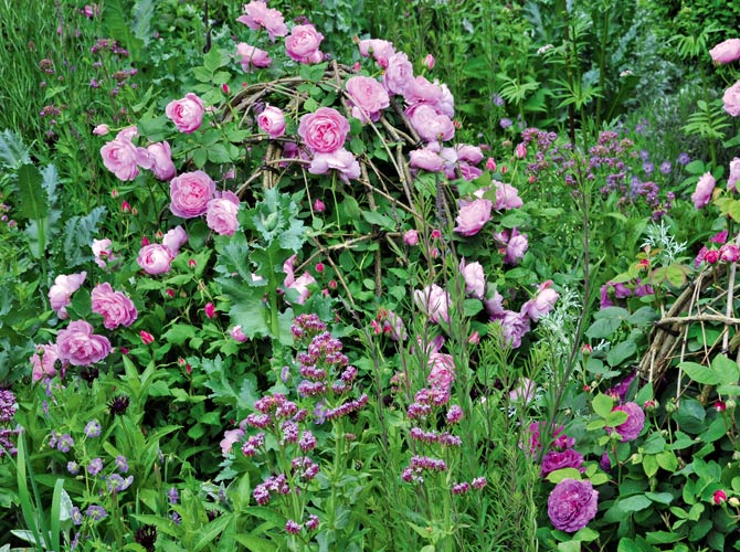 Rosen und Weidenruten-Stauden kombiniert