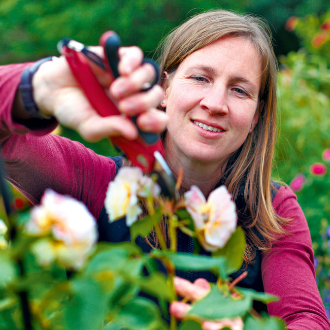 Rosenschnitt als Teil der Rosenpflege