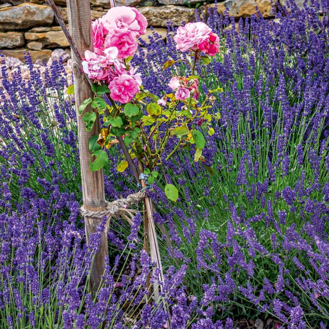 Rosenstämmchen kombiniert mit Lavendel-Stauden