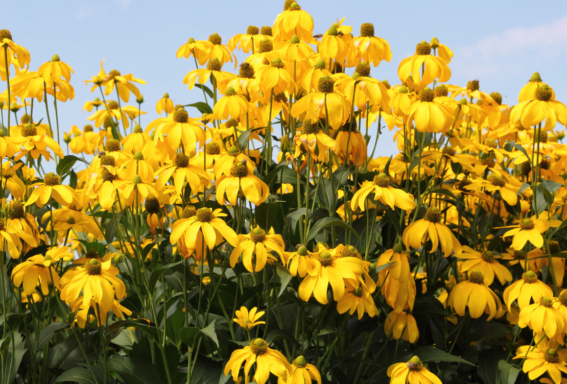 Rudbeckia maxima