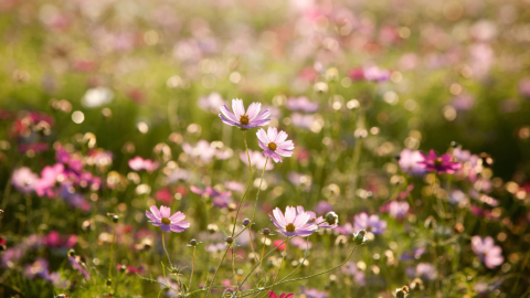 Blick auf eine Wiese mit blühenden Schmuckkörbchen in verschiedenen Pink- und Violetttönen. [Foto: AdobeStock_kisstock]