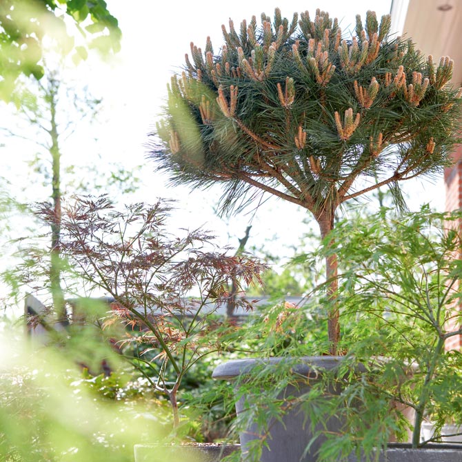 Winterharte Kübelpflanzen Gehölze für Topf und Kübel GartenFlora