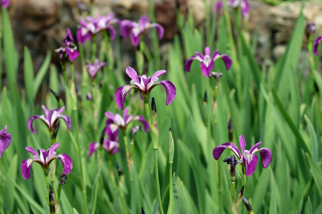 Violettblühende Schwertlilien. Foto: AdobeStock_JohnatAPW