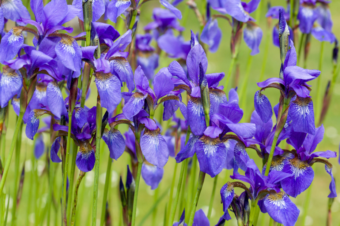 Violettblühende Schwertlilien auf einer Wiese. Foto: AdobeStock_gerduess