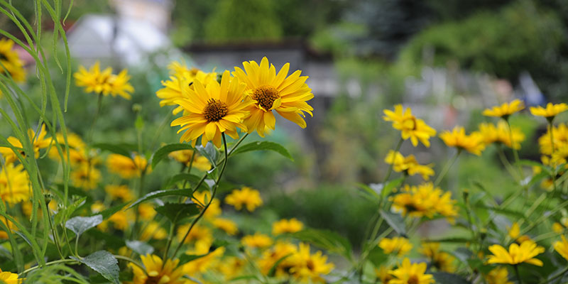 Die Staudensonnenblume Mehr Gelb für den Garten GartenFlora