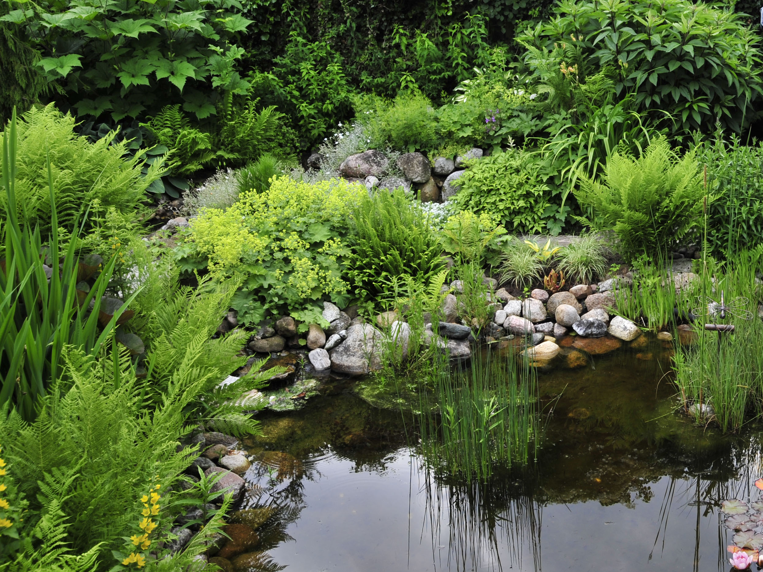 Teich anlegen 5 Tipps, die Sie beachten sollten GartenFlora