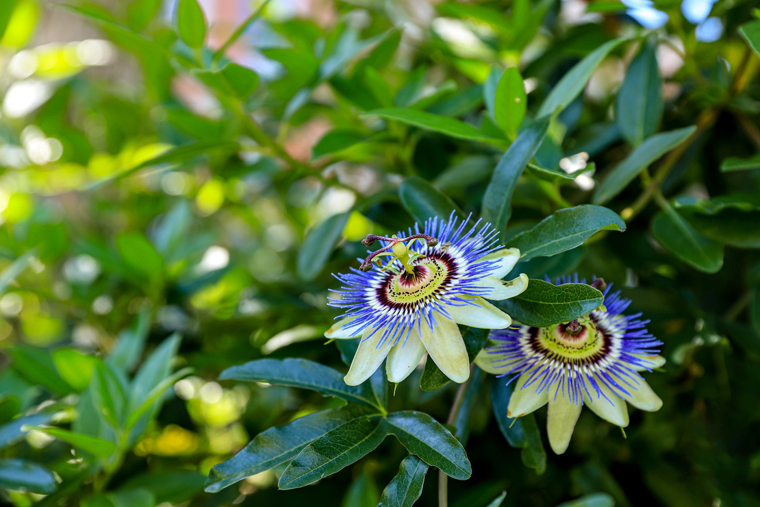 Blühende Passiflora im Garten. Foto: AdobeStock_Valeriia