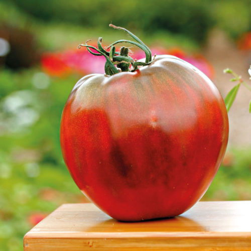 Die Tomatensorte Brad's Black Heart in der Großaufnahme