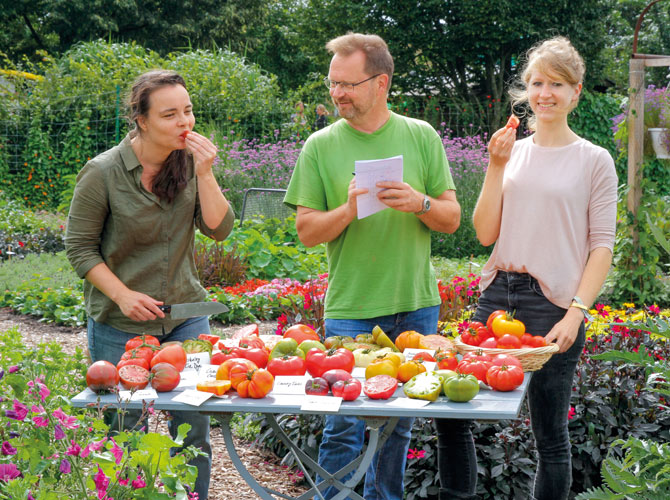 Tomatentester beim Geschmackstest