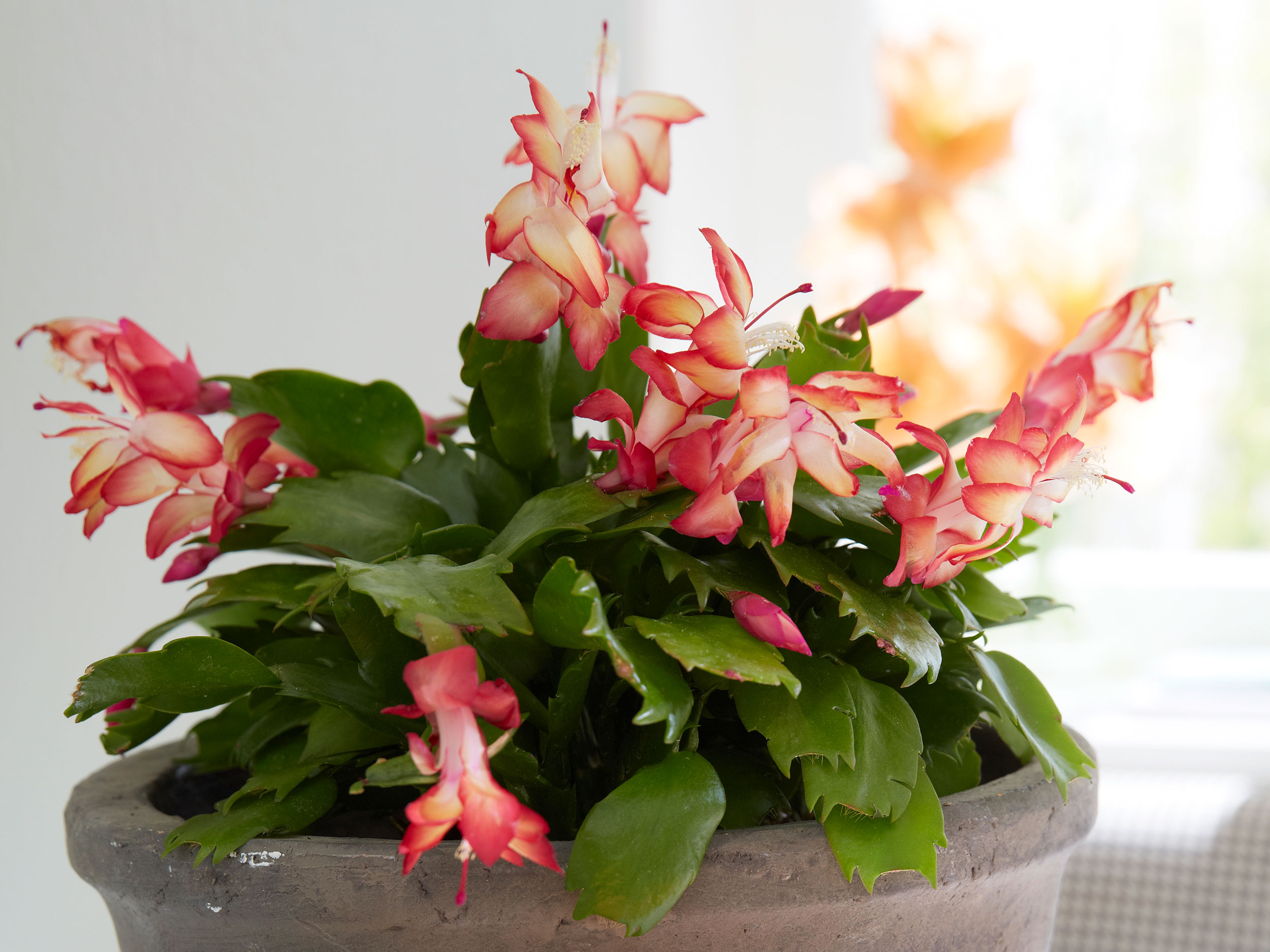 Weihnachtskaktus: Blüten im Winter | GartenFlora