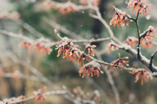 Zweige einer Zaubernuss mit orangefarbenen Blüten im Winter. Foto: AdobeStock_Amy Buxton
