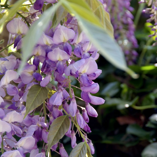 Japanische Wisteria Blauregen Glycine rosa Blüten Sorte /" Honbeni /"