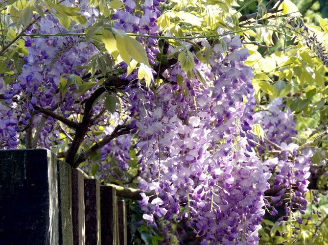 Japanische Wisteria Blauregen Glycine rosa Blüten Sorte /" Honbeni /"