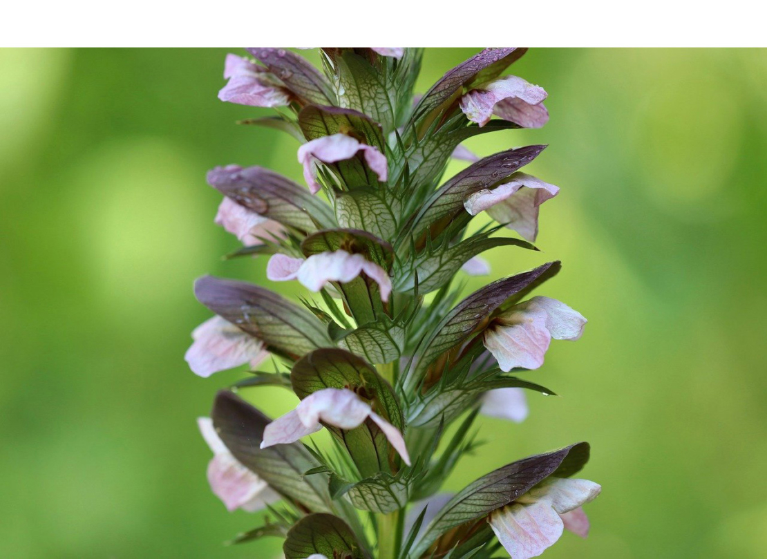 Bärenklau Acanthus spinosus Foto: Pixabay/Annette Meye