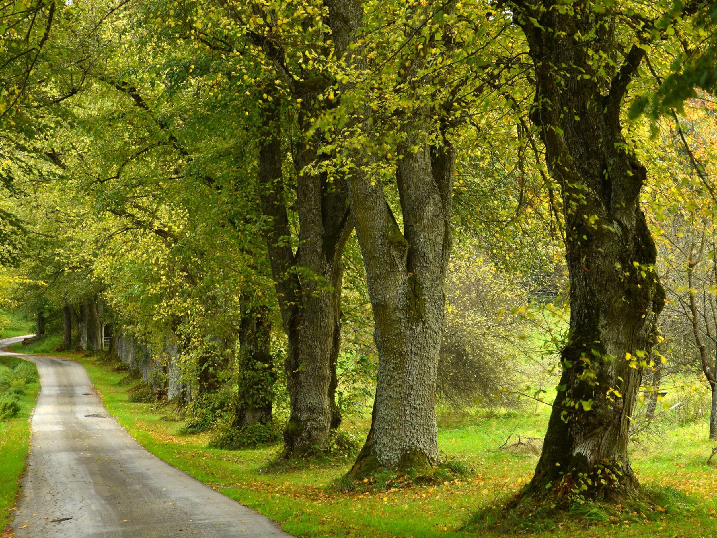 Allee Deutschland Ferienstraßen und Wissenswertes GartenFlora