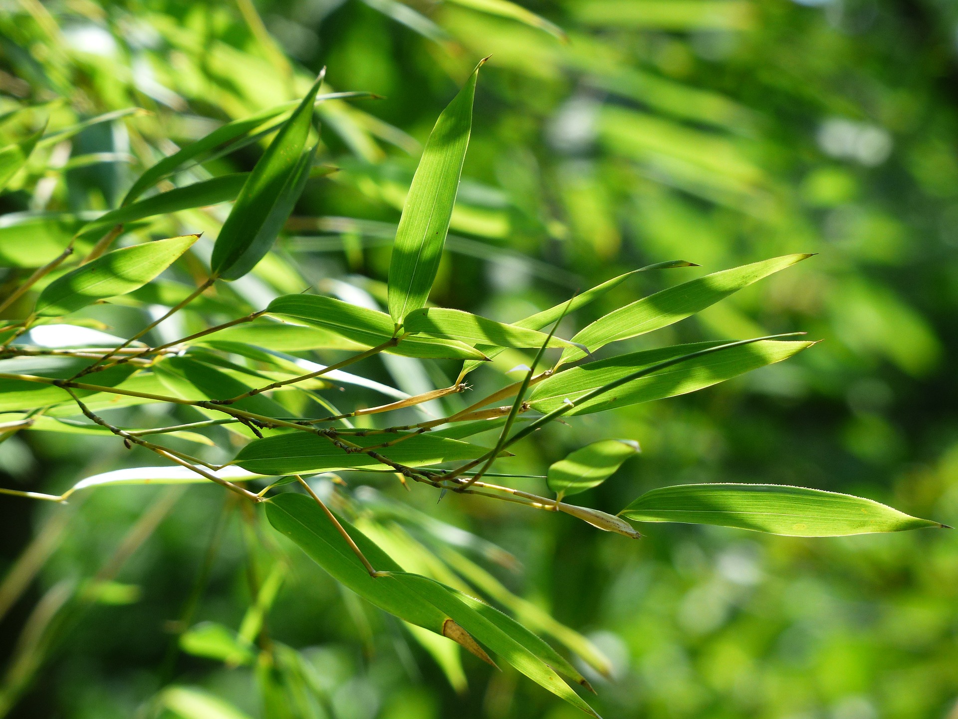 Für ungeduldige Gärtner Bambus GartenFlora