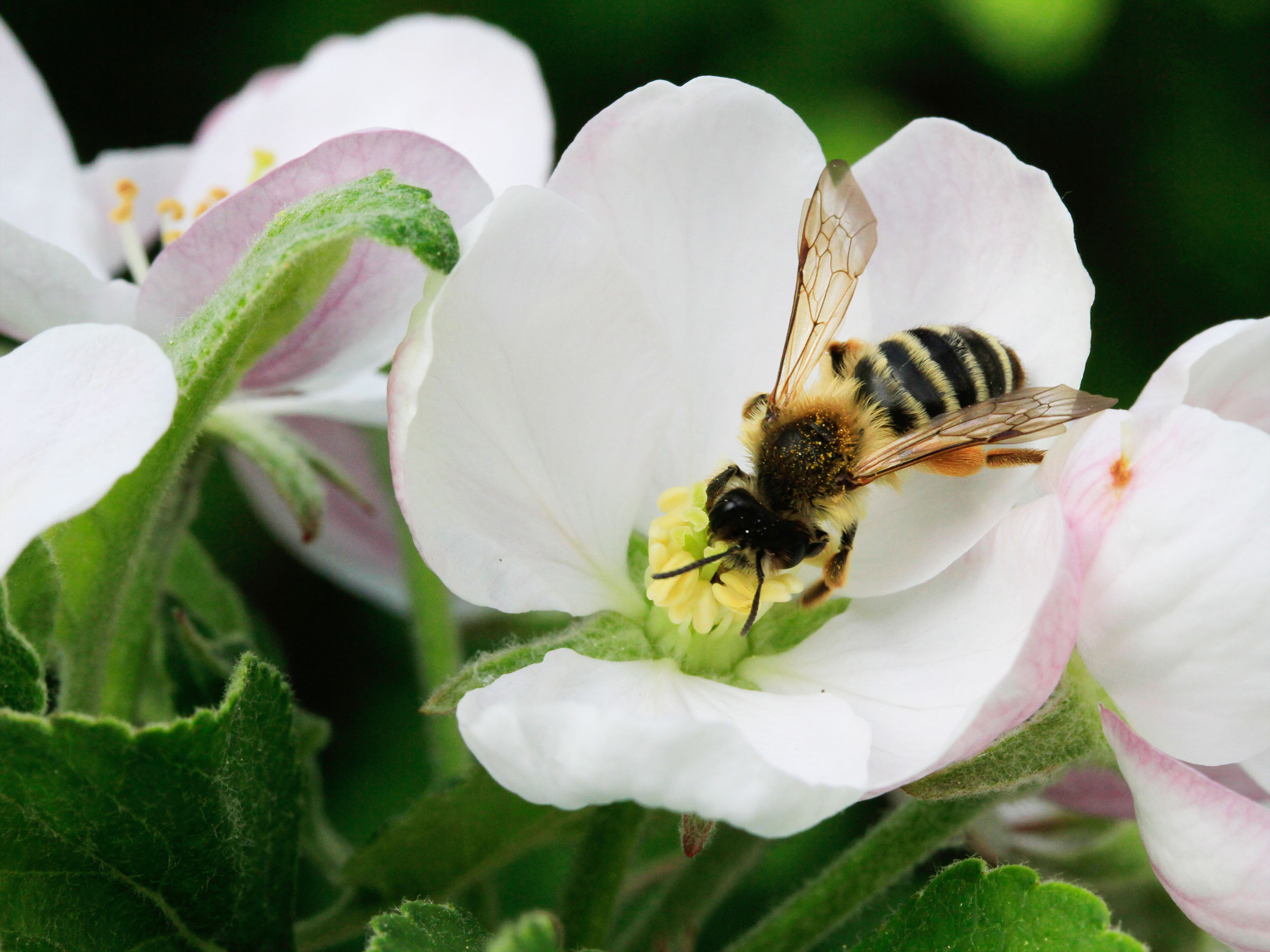 Bienen und Hummeln helfen mit spätblühenden Gehölzen GartenFlora
