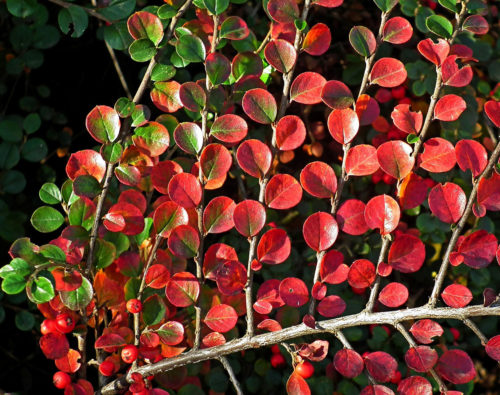 Cotoneaster Zwergmispel