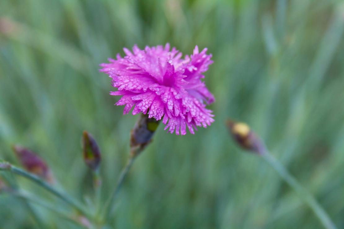 Nelken Winterharte Arten für den Garten GartenFlora