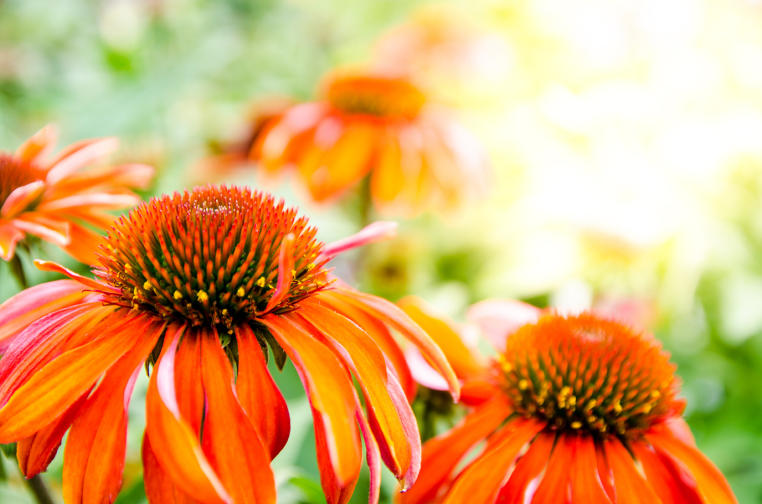 Orangerote Echinacea 