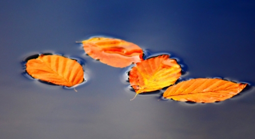 Gartenteich Herbst