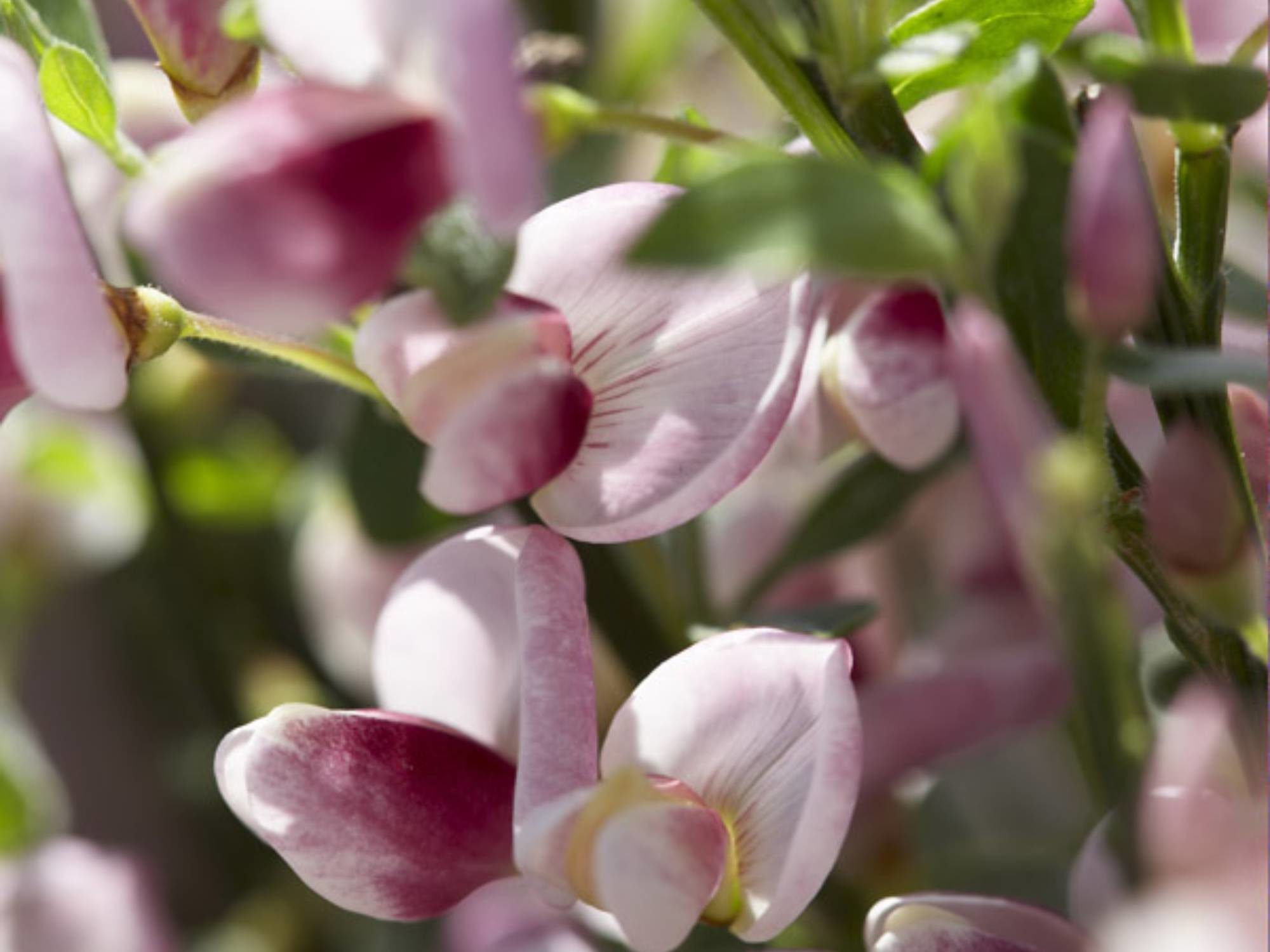 Gehölze und Sträucher mit Pflanzzeit im Frühling GartenFlora