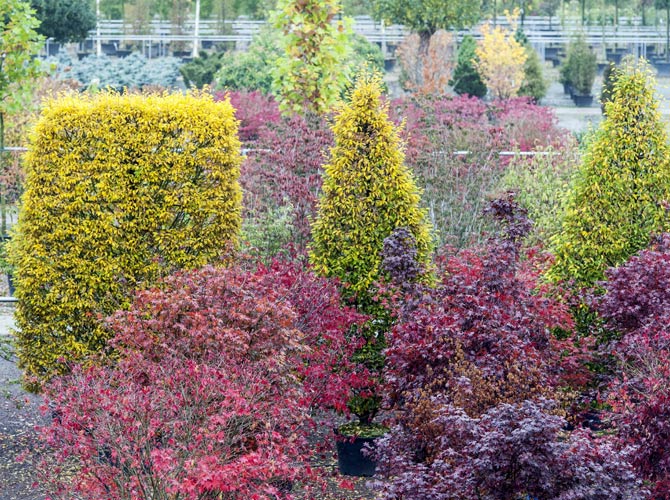 Eine Vielzahl an Pflanzen und Gehölzen steht für eine Pflanzung im Herbst bereit.