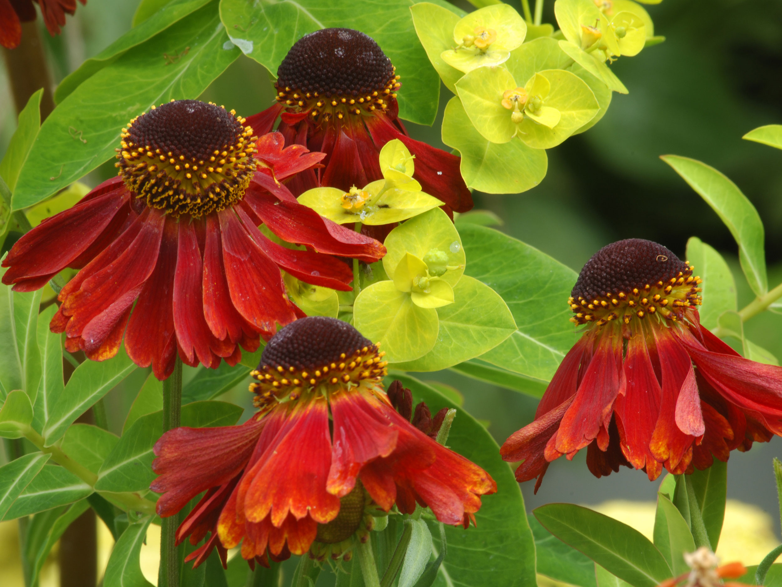 Helenium Die Sammlerstaude GartenFlora
