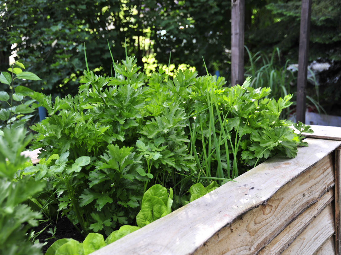 Hochbeete richtig befüllen und bepflanzen | GartenFlora