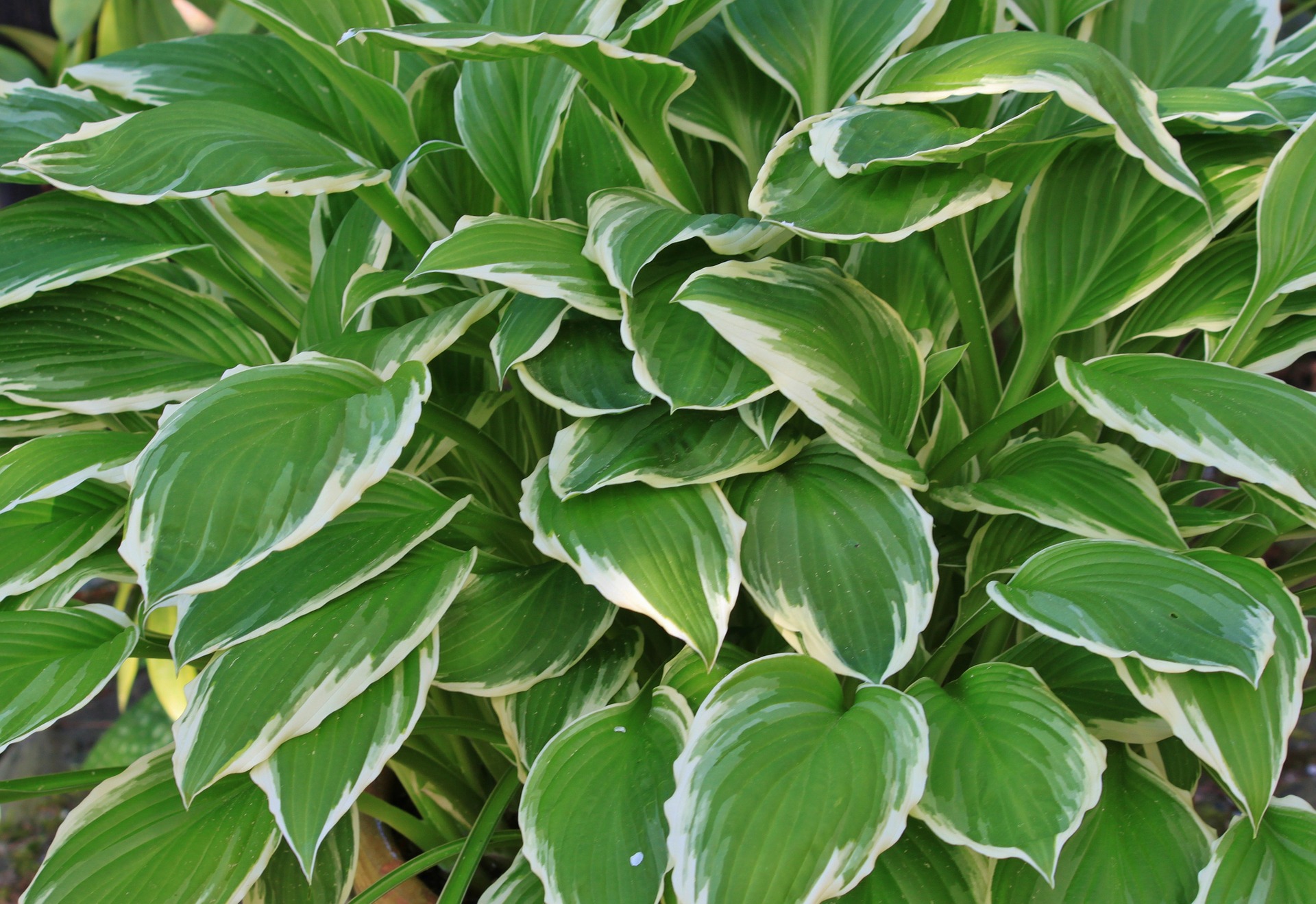 HostaMania Funkie GartenFlora