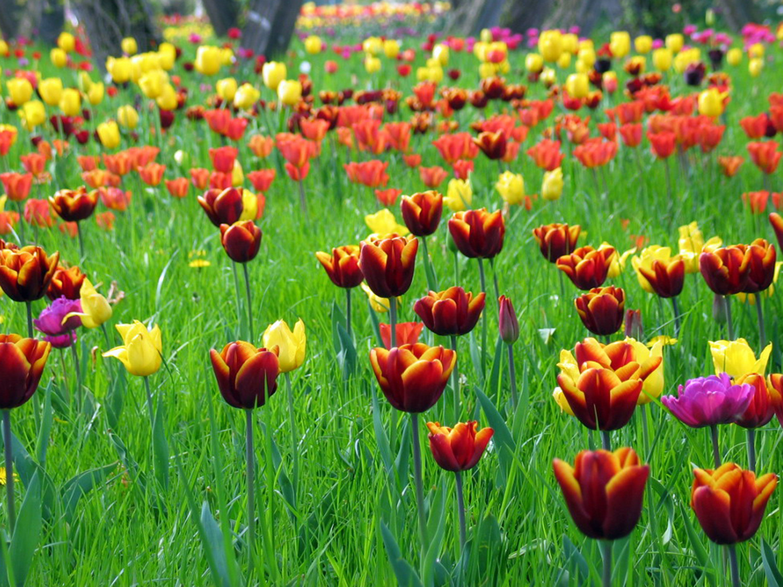 Interkultureller Garten Als Symbol Gartenflora