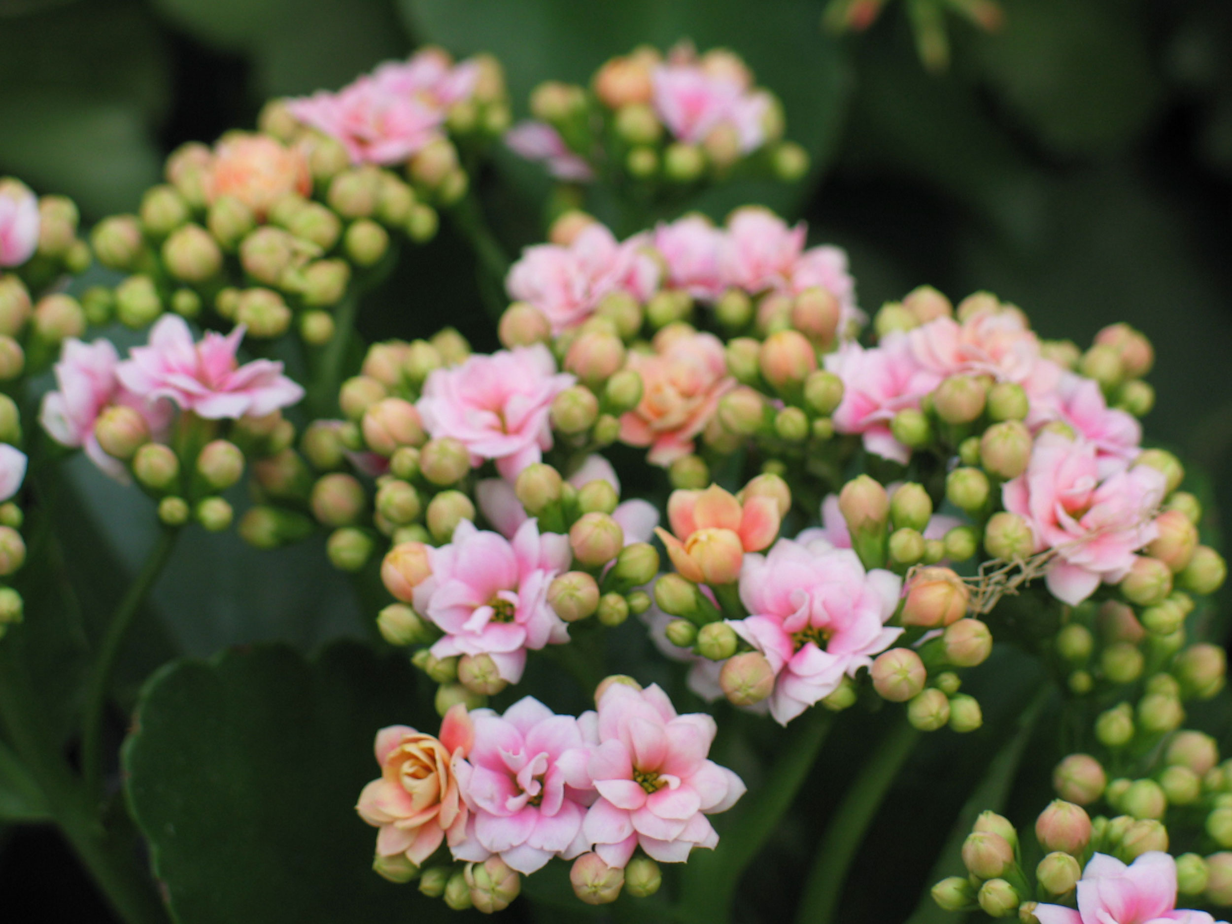 Kalanchoe Pflege – Was Sie beachten sollten | GartenFlora