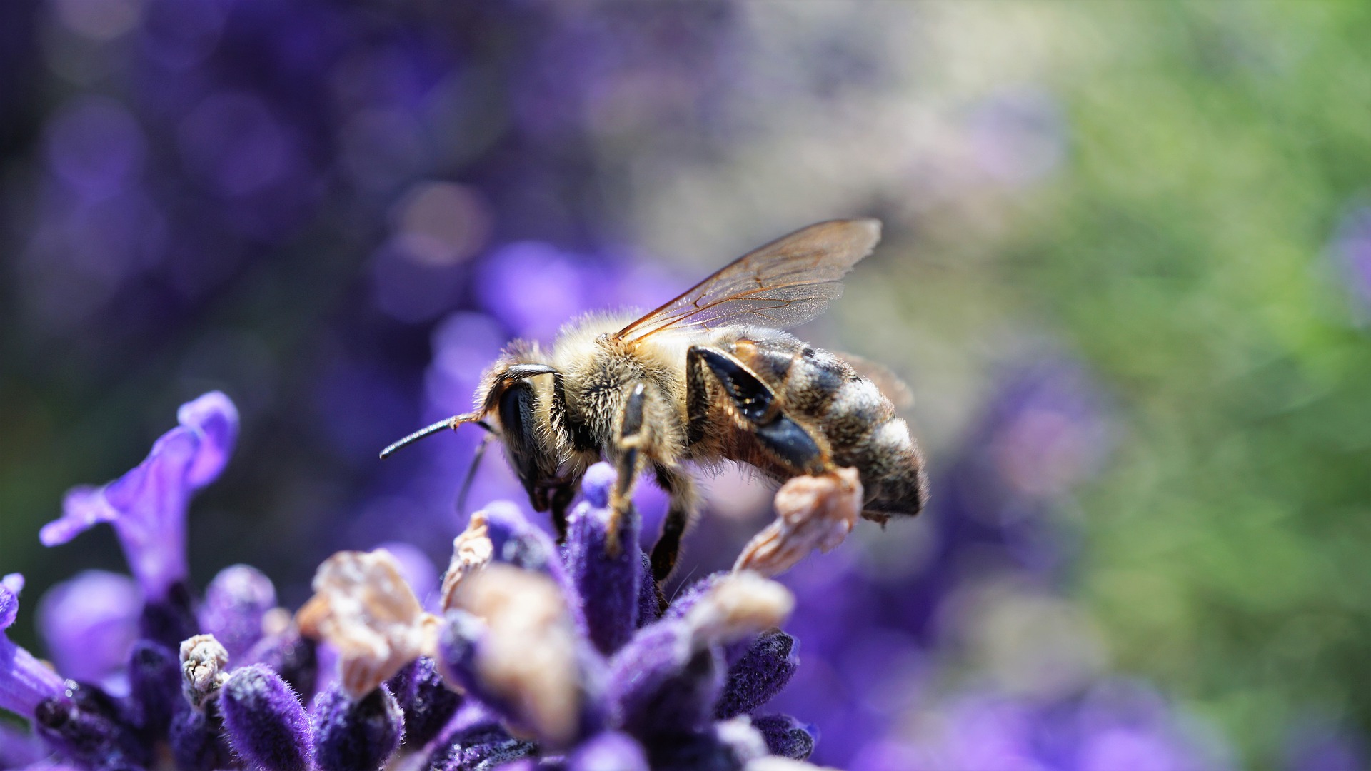 Pflanzen für Bienen GartenFlora