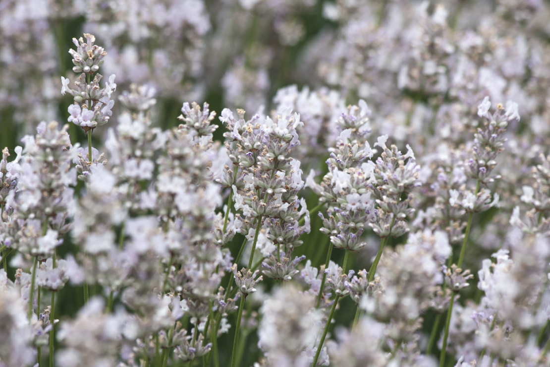 Weißer Lavendel