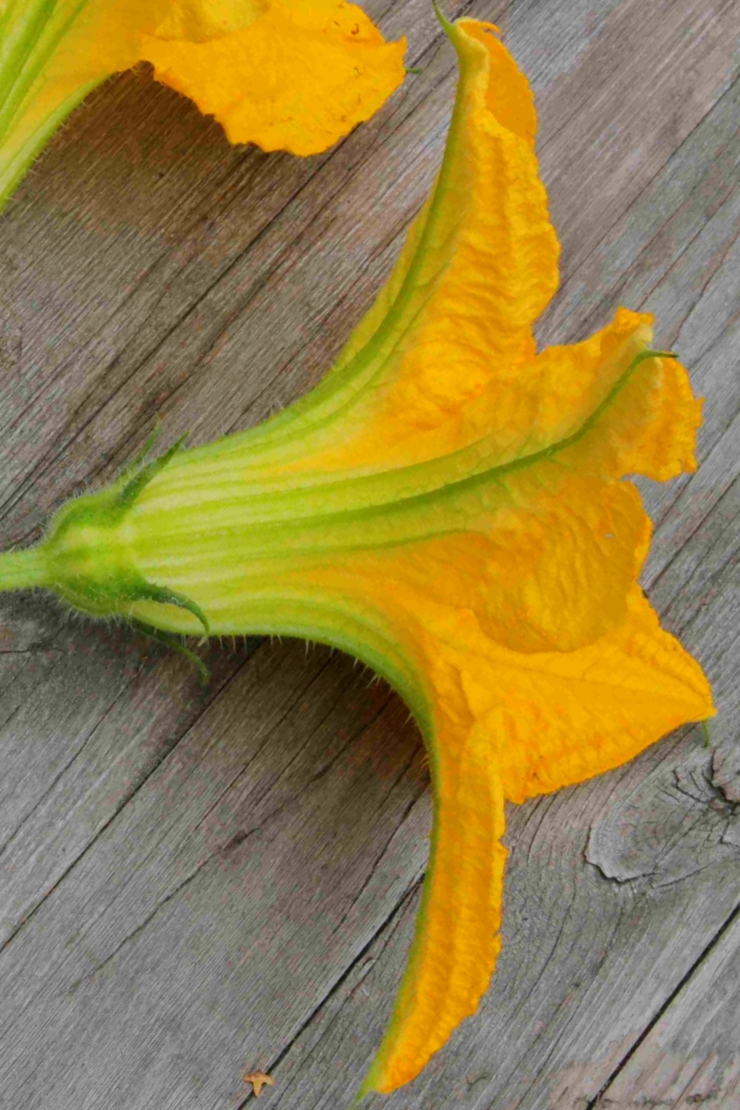 Männliche Zucchiniblüte auf Holztisch