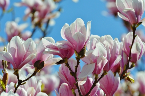 Magnolie