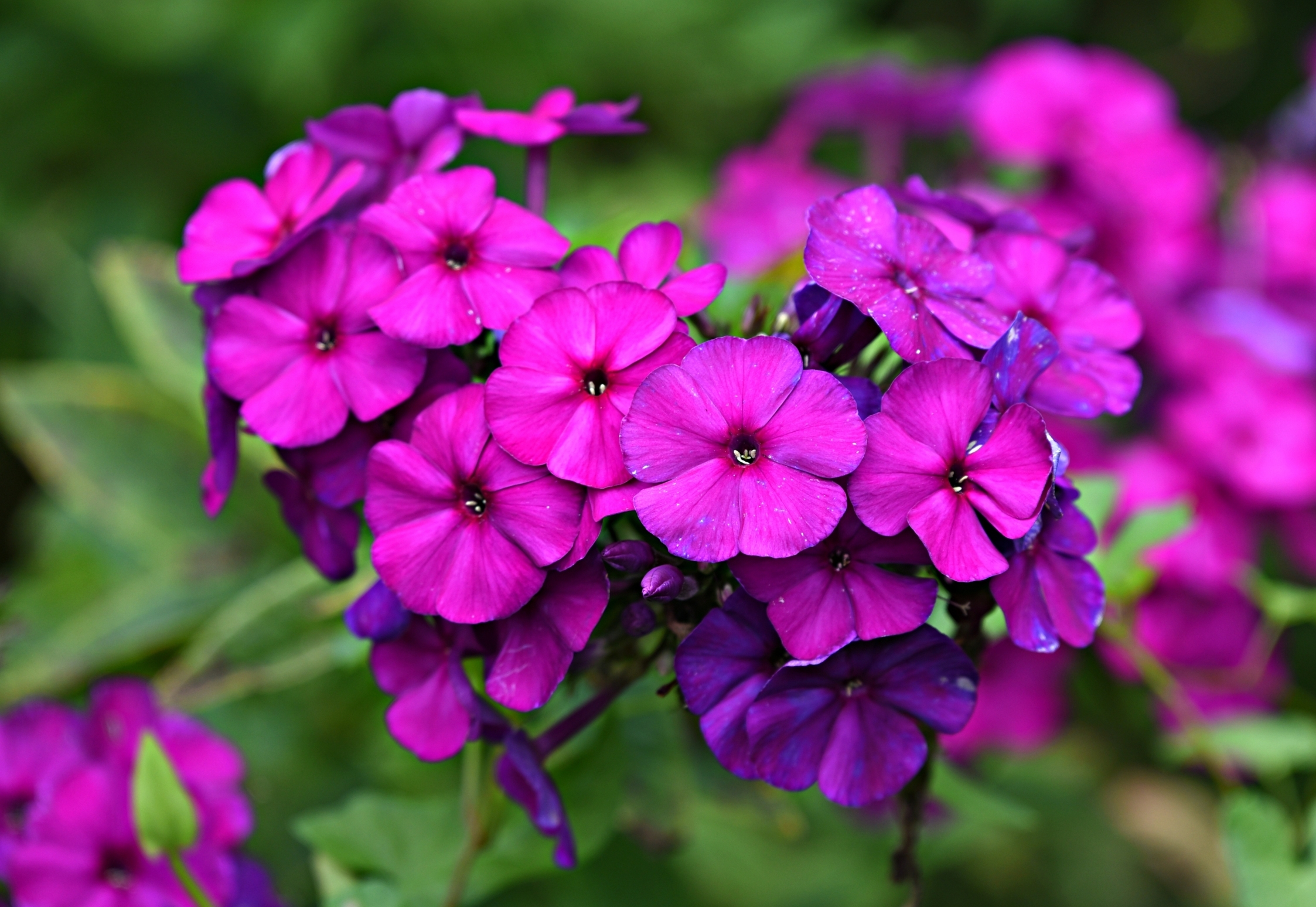 Phlox Paniculata Hohe Flammenblume Pflanzen Und Pflegen Gartenflora