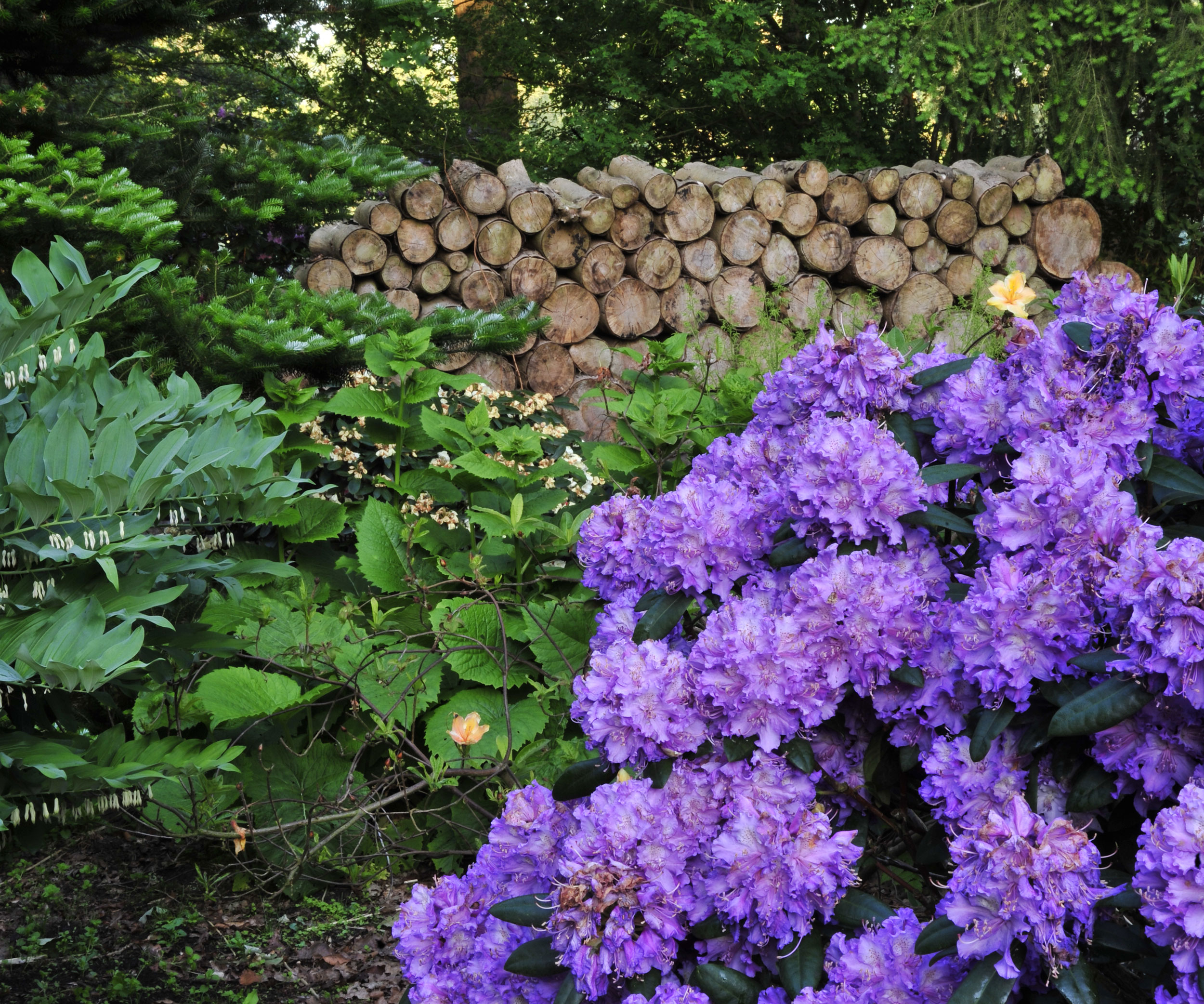 Rhododendron im Waldgarten GartenFlora