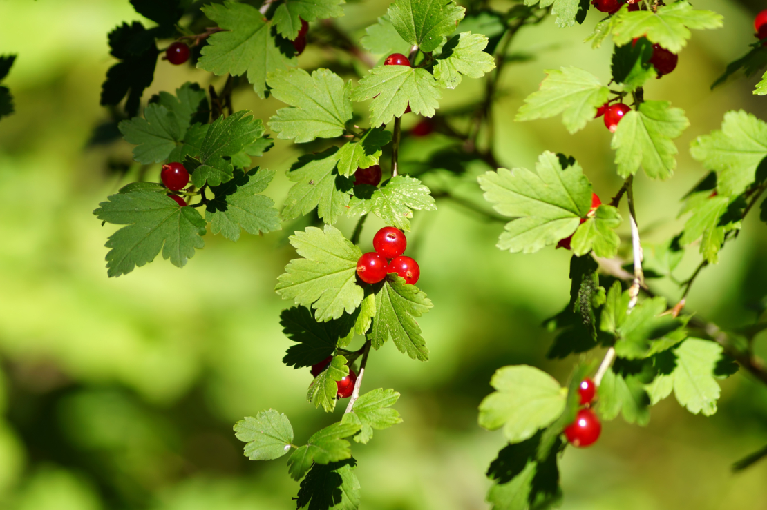 Ribes alpinum