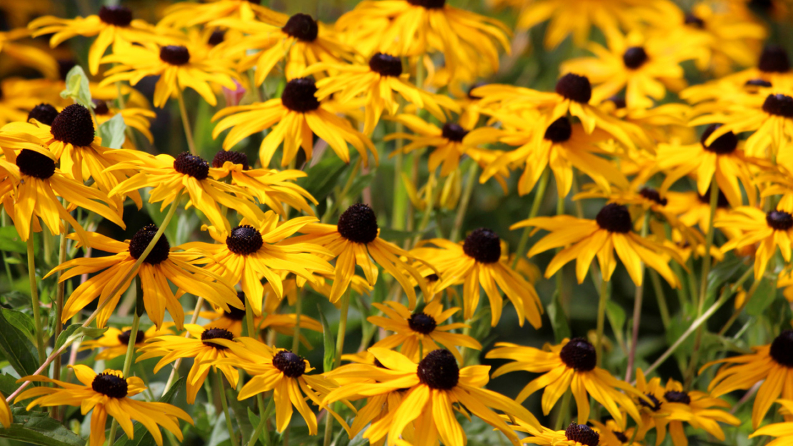 Rudbeckia fulgida 'Goldsturm'